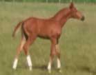 special-pferdezucht-fighty-