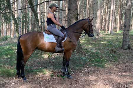 Checker_wald