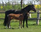 annalise_pferdezucht