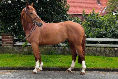 imspecialfight_standbild_20