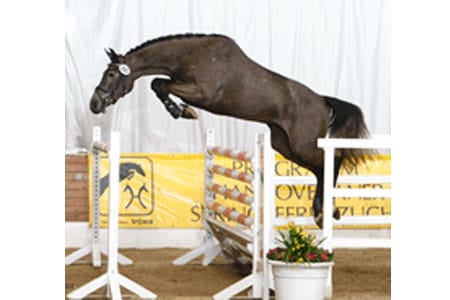 Freispringchampionat