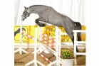 Freispringchampionat