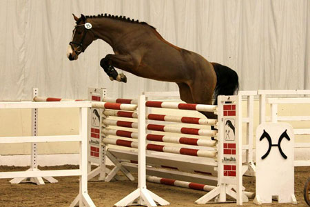Freispringchampionat